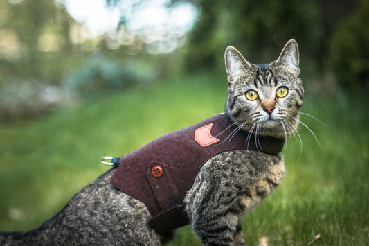 How to get your cat comfortable with the sounds of the velcro fastener