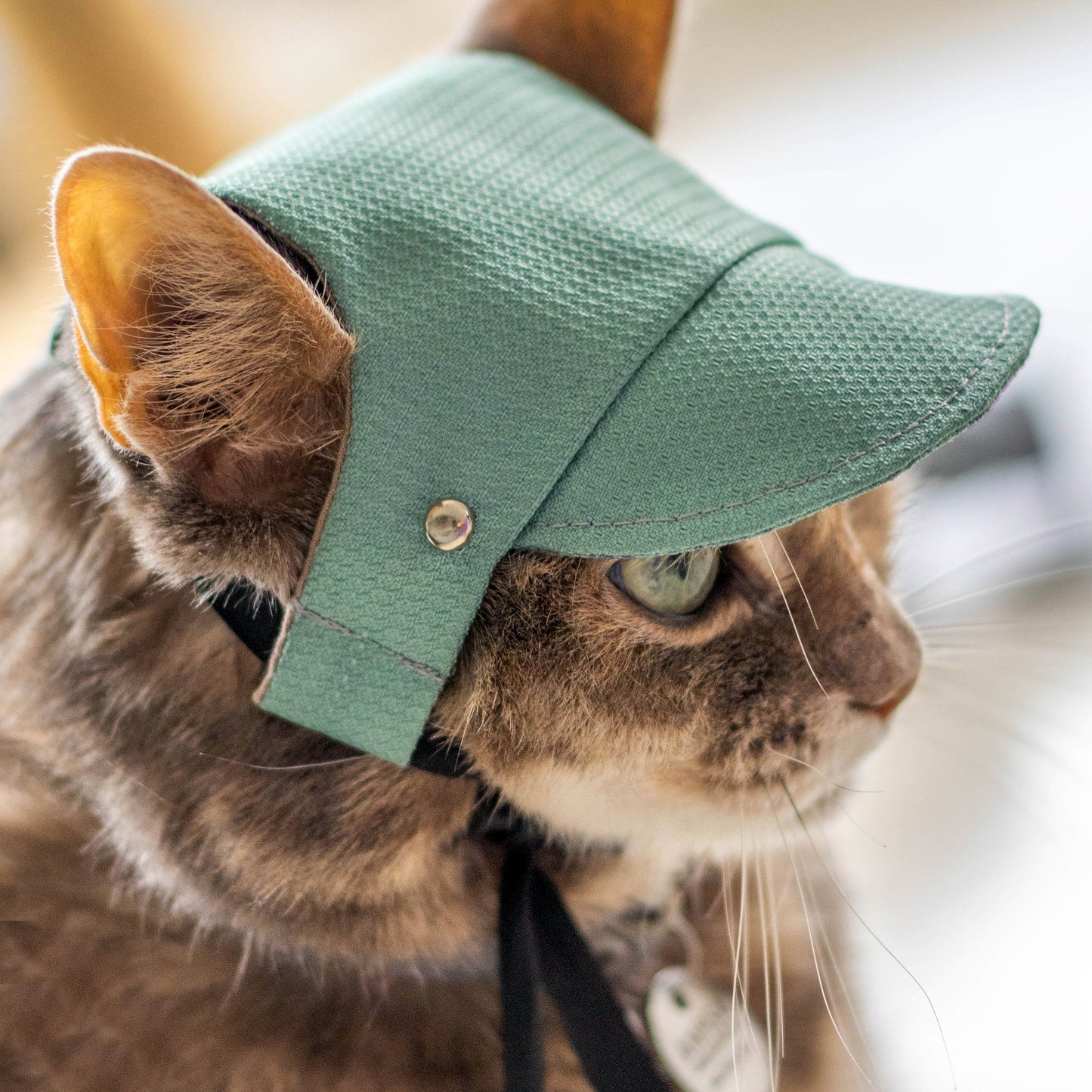 Azure hat for cat