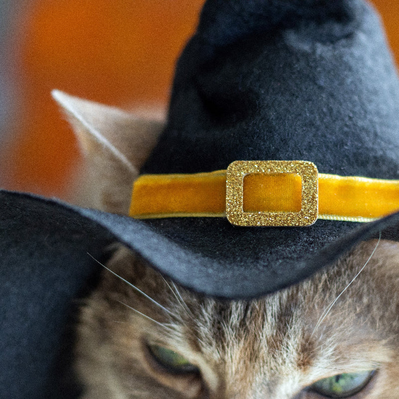 Black witch hat with orange trim and gold buckle for cats and small dogs, Halloween pet costume