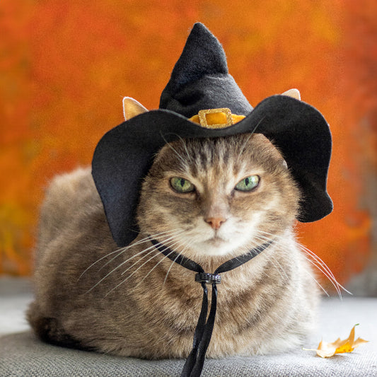 Black witch hat with orange trim and gold buckle for cats and small dogs, Halloween pet costume