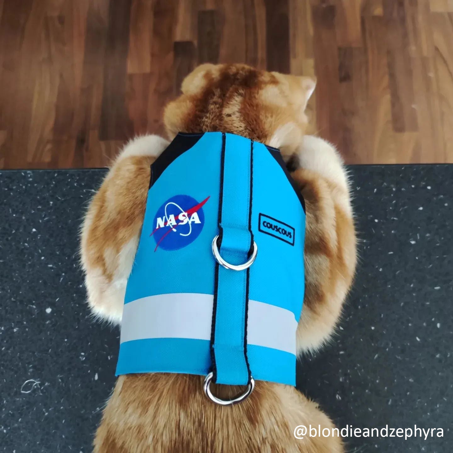 A tabby cat wearing a blue NASA-themed harness with a reflective stripe