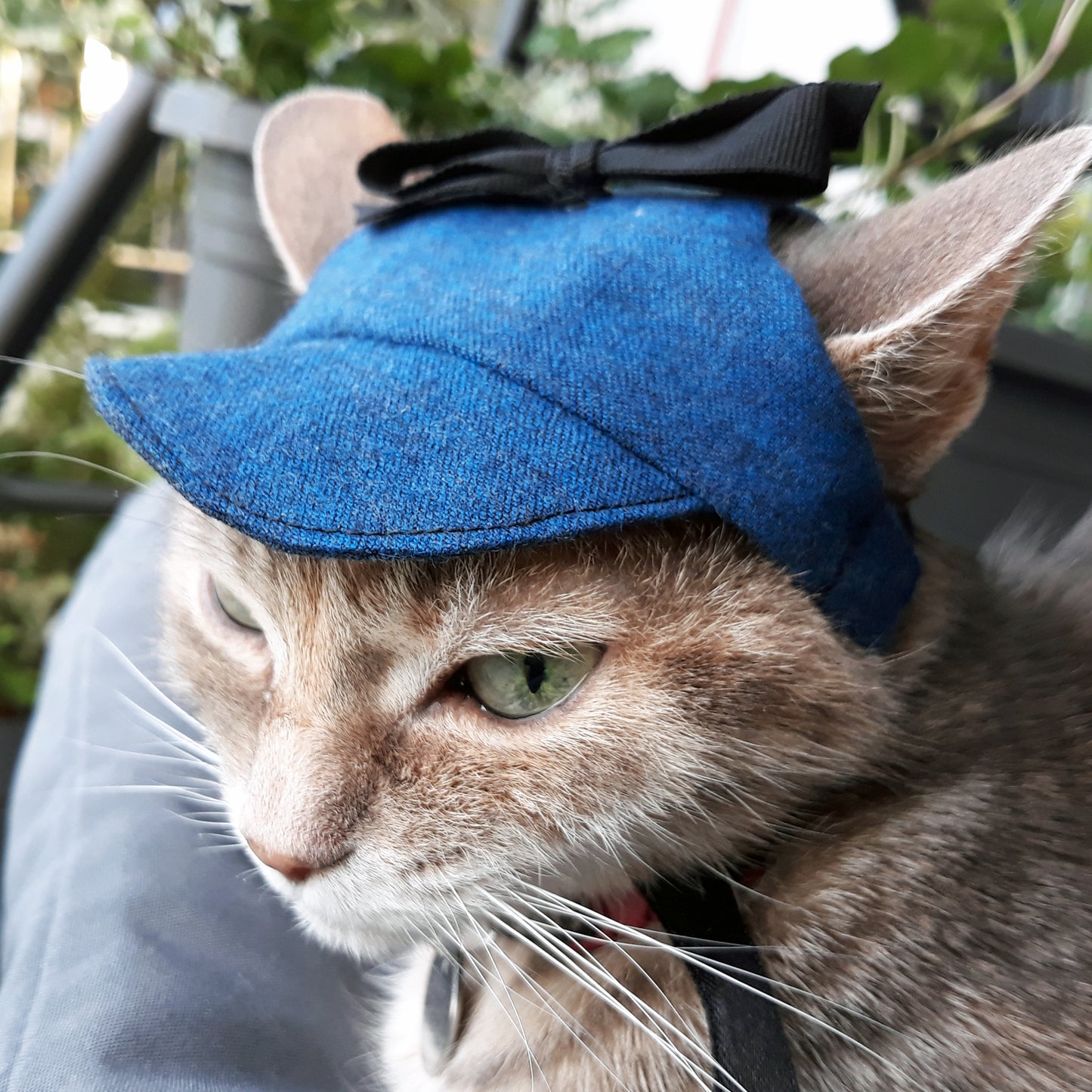 Navy blue hat for cat