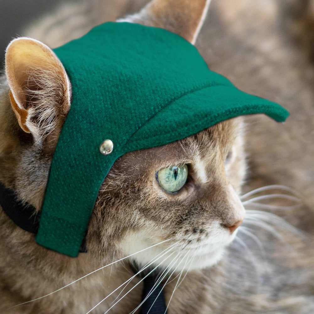 Cat wearing a green cap with a silver button on a blurred background