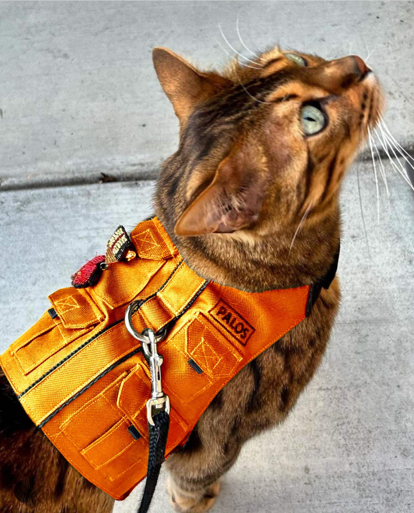 A Bengal cat with distinctive markings wearing a utility-style harness with multiple small pockets, a silver D-ring, and a black leash is looking upwards outdoors