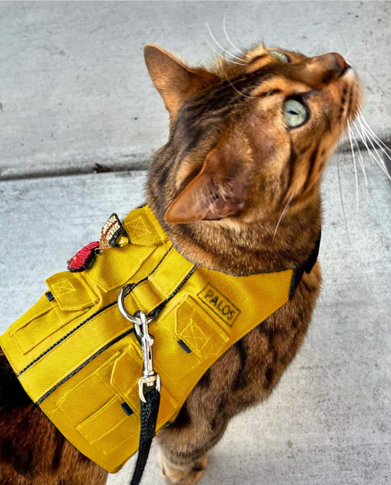 A Bengal cat with distinctive markings wearing a yellow utility-style harness with multiple small pockets, a silver D-ring, and a black leash is looking upwards outdoors