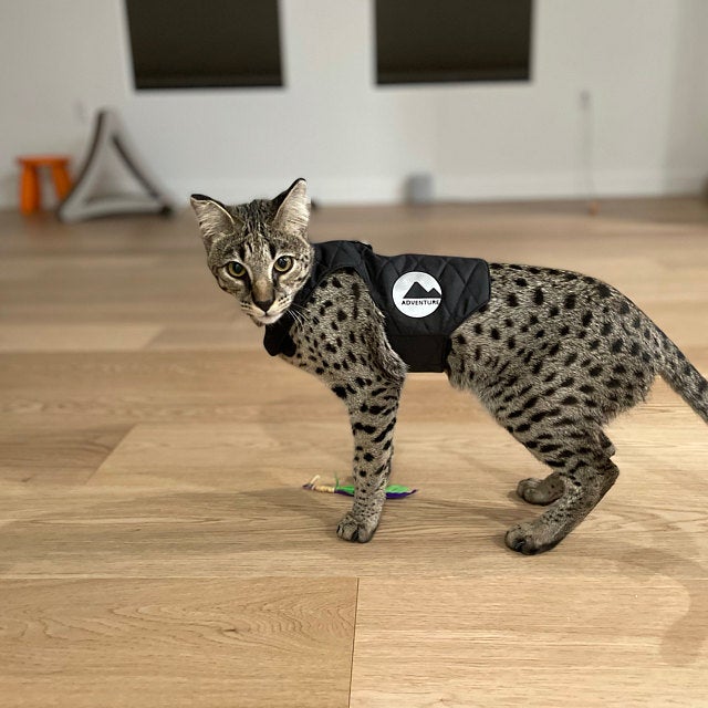 A quilted black cat harness with reflective silver stripes, circular reflective elements
