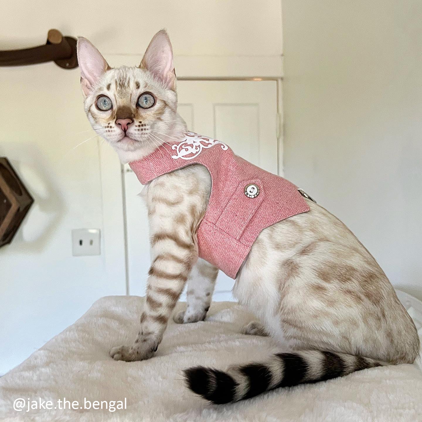 Okay, here are a few less marketing-focused English alt-text options for this image of the Bengal cat wearing the pink tweed harness indoors in Kraków:
Option 1 (Descriptive):
A snow Bengal cat with striking blue eyes and rosetted markings wearing a pink tweed harness with white embroidery, sitting indoors on a white furry surface