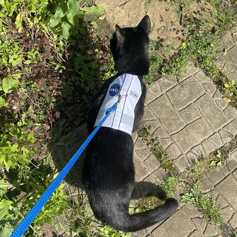 A black cat wearing a white NASA-themed harness with a reflective stripe and a blue leash, sitting on a stone path in a sunny garden