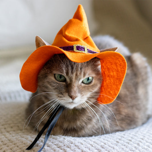 Orange witch hat with purple trim and gold buckle for cats and small dogs, Halloween pet costume