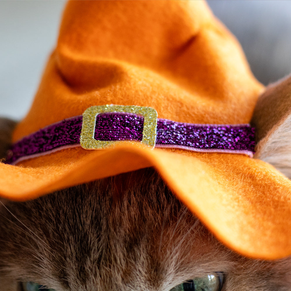 Orange witch hat with purple trim and gold buckle for cats and small dogs, Halloween pet costume