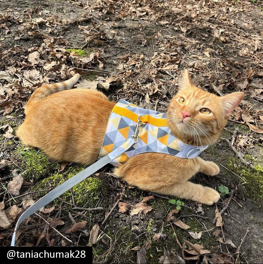 A ginger tabby cat with yellow eyes wearing a yellow, grey, white, and black geometric triangle pattern harness is lying on fallen leaves and moss outdoors