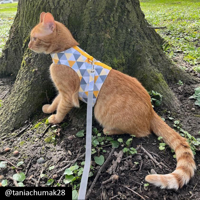 A ginger tabby cat with yellow eyes wearing a yellow, grey, white, and black geometric triangle pattern harness is sitting at the base of a large tree outdoors in Kraków. A grey leash is attached.