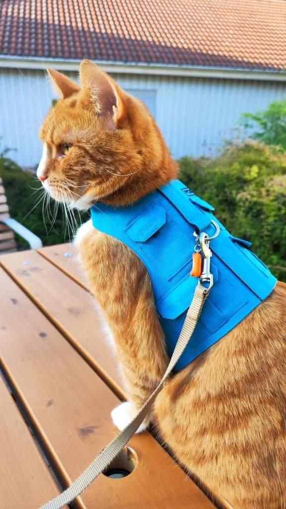 A ginger tabby cat wearing a blue utility-style harness with small pockets and a leash is sitting on a wooden surface outdoors