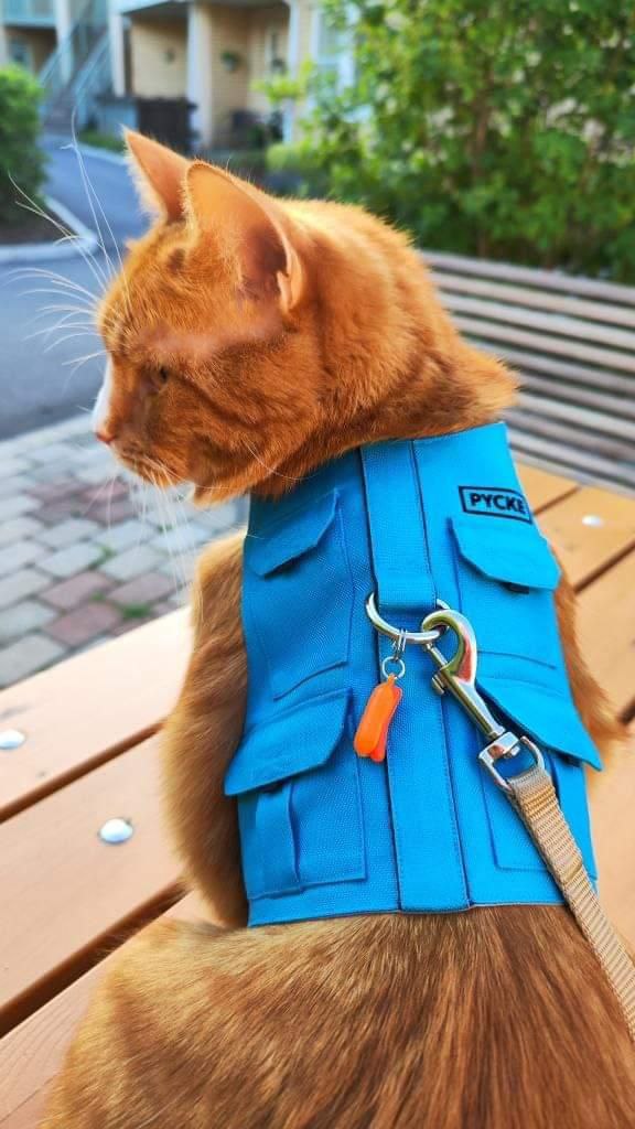 A ginger tabby cat wearing a blue utility-style harness with small pockets and a leash is sitting on a wooden surface outdoors