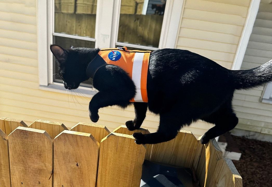 A sleek black cat wearing an orange NASA-themed harness with a reflective stripe, jumping over a wooden fence outdoors