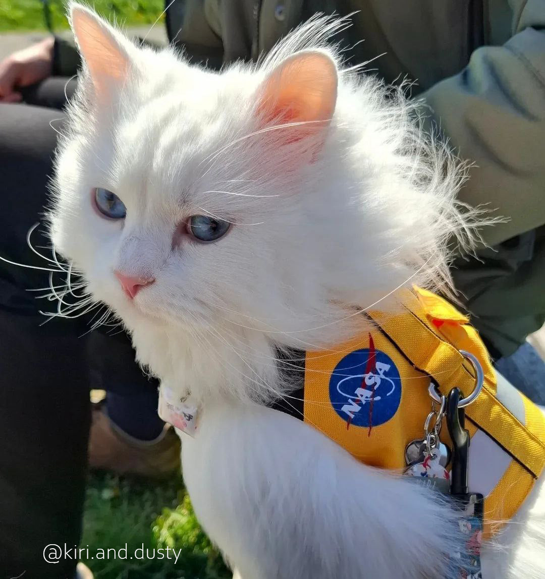 A fluffy white cat with blue eyes, possibly a Persian or Turkish Angora, wearing a yellow NASA-themed harness outdoors