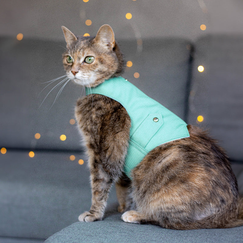 A tabby cat with green eyes wearing an azure textured harness with silver button accents is sitting on a grey sofa in Kraków.