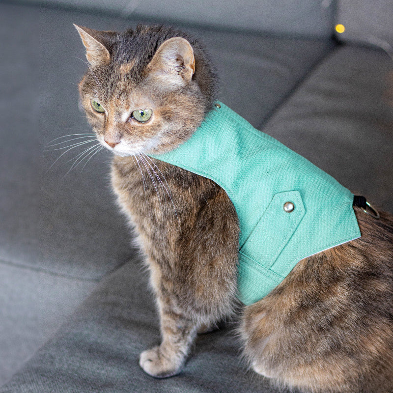 A tabby cat with green eyes wearing an azure textured harness with silver button accents is sitting on a grey sofa in Kraków.