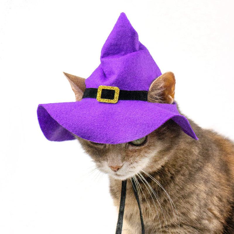 Purple witch hat with black trim and gold buckle for cats and small dogs, Halloween pet costume