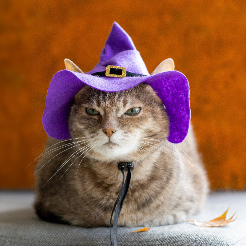 Purple witch hat with black trim and gold buckle for cats and small dogs, Halloween pet costume