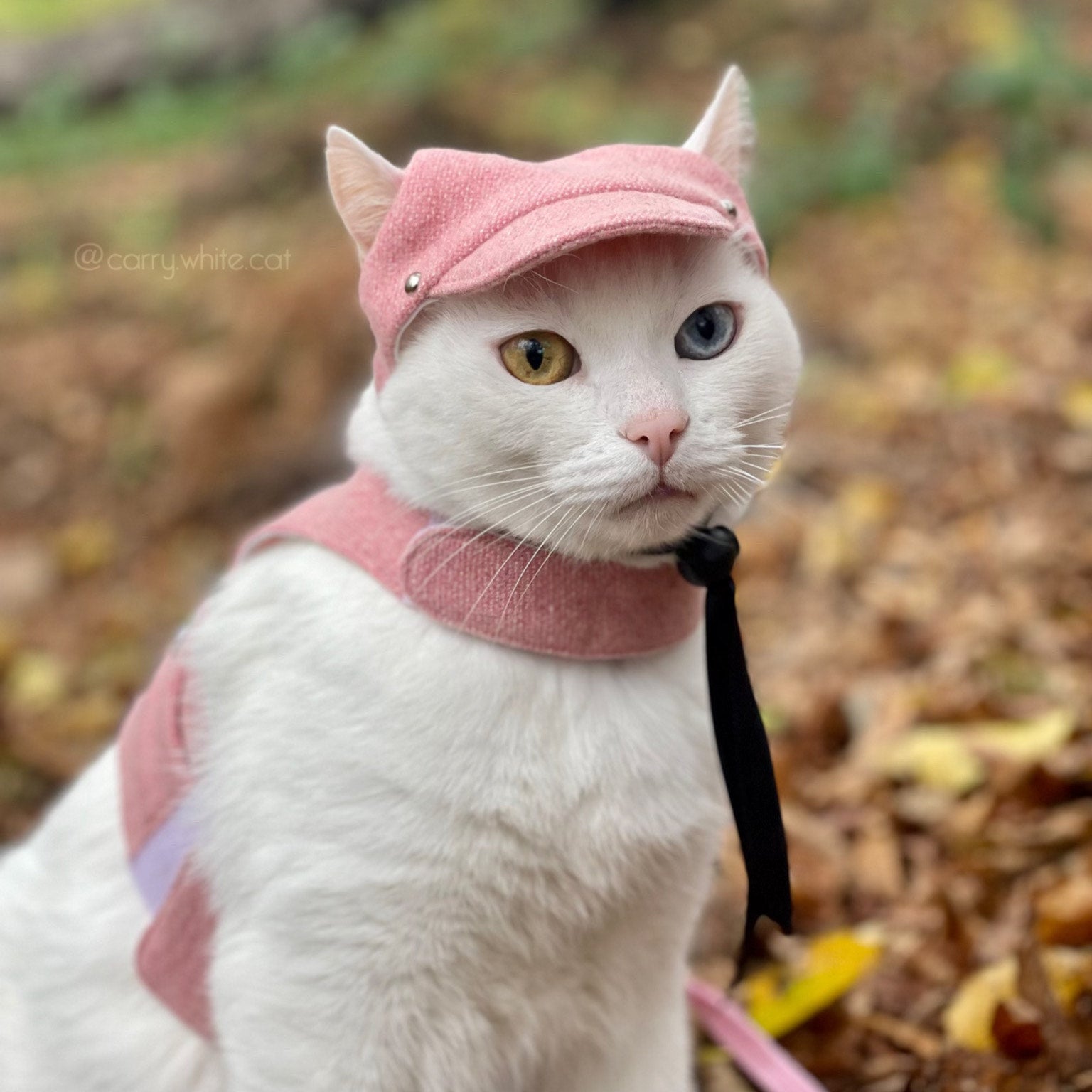 Tweed-style hat for a cat with a small brim shown on white cat