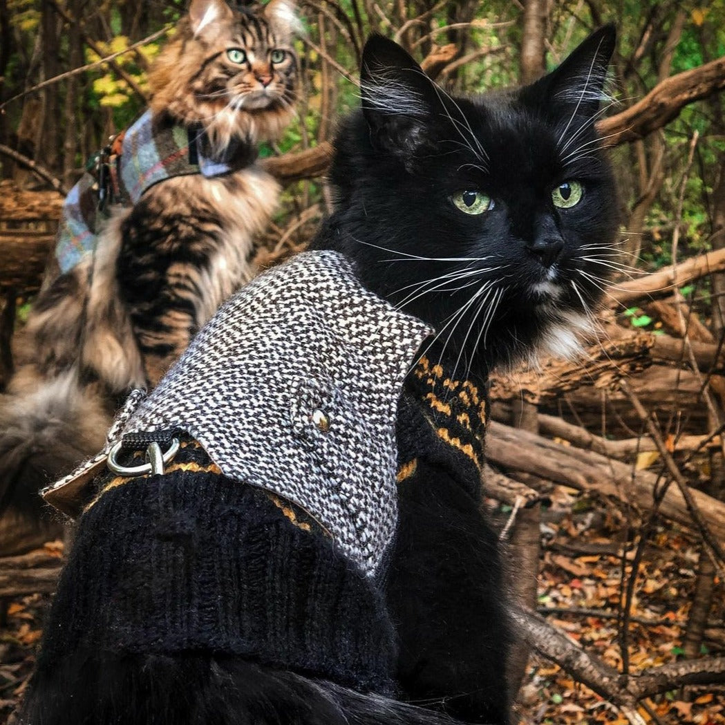 A black cat wearing a black and white houndstooth harness