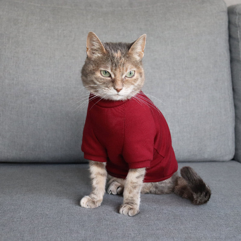 Tabby cat in a burgundy sweater in Kraków.