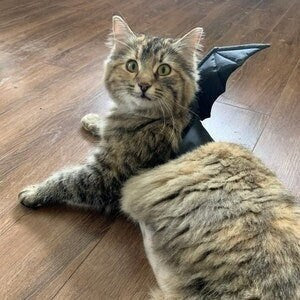 A fluffy tabby cat with brown and grey stripes and wide yellow eyes is lying on a light brown wooden floor. The cat is wearing a black harness with dark bat wings attached to its back.