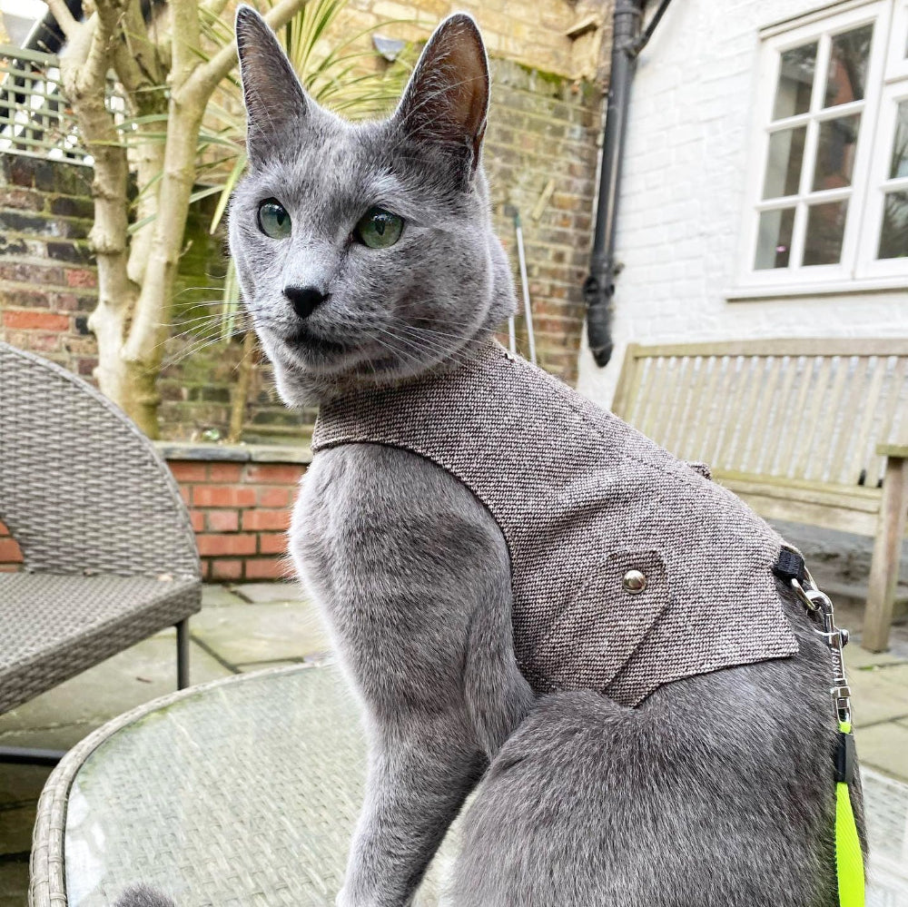 Grey cat with green eyes wearing a light brown textured harness with silver button details in an outdoor setting