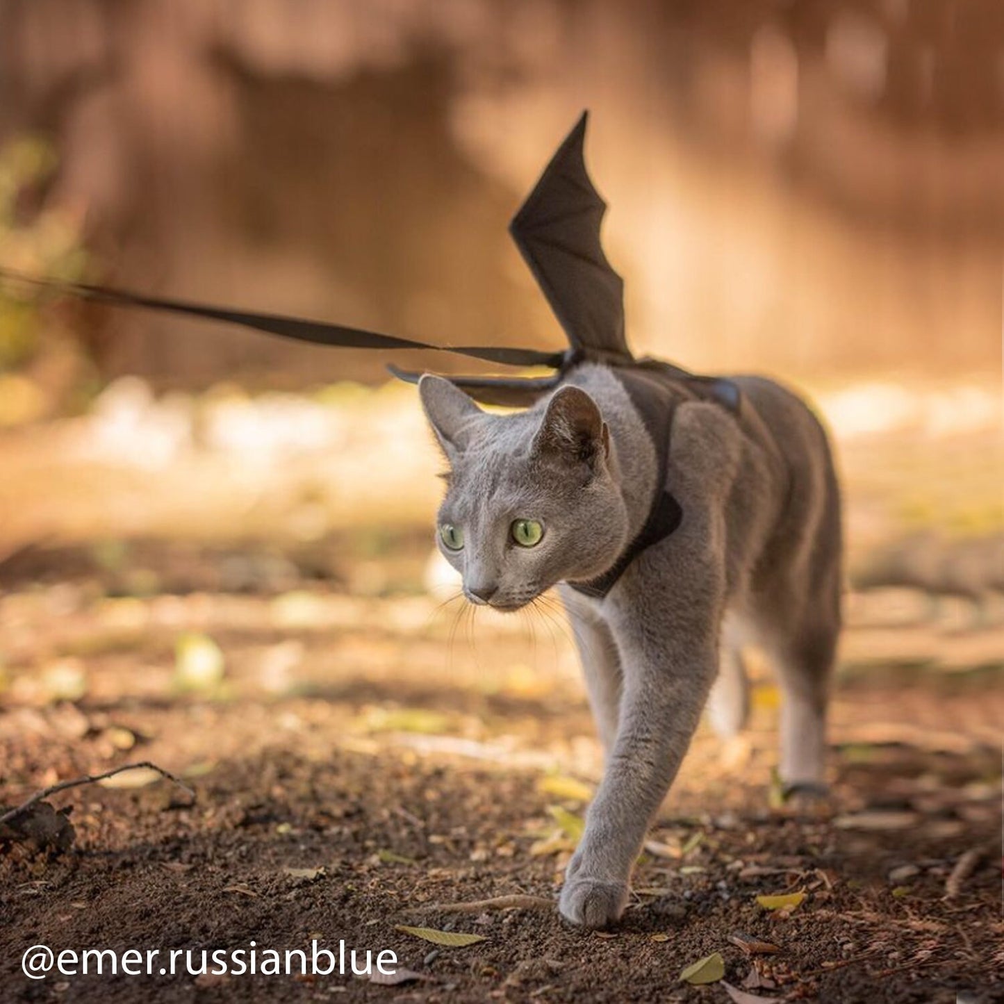 A grey Russian Blue cat on a leash, wearing a black harness with bat wings, walking outdoors.