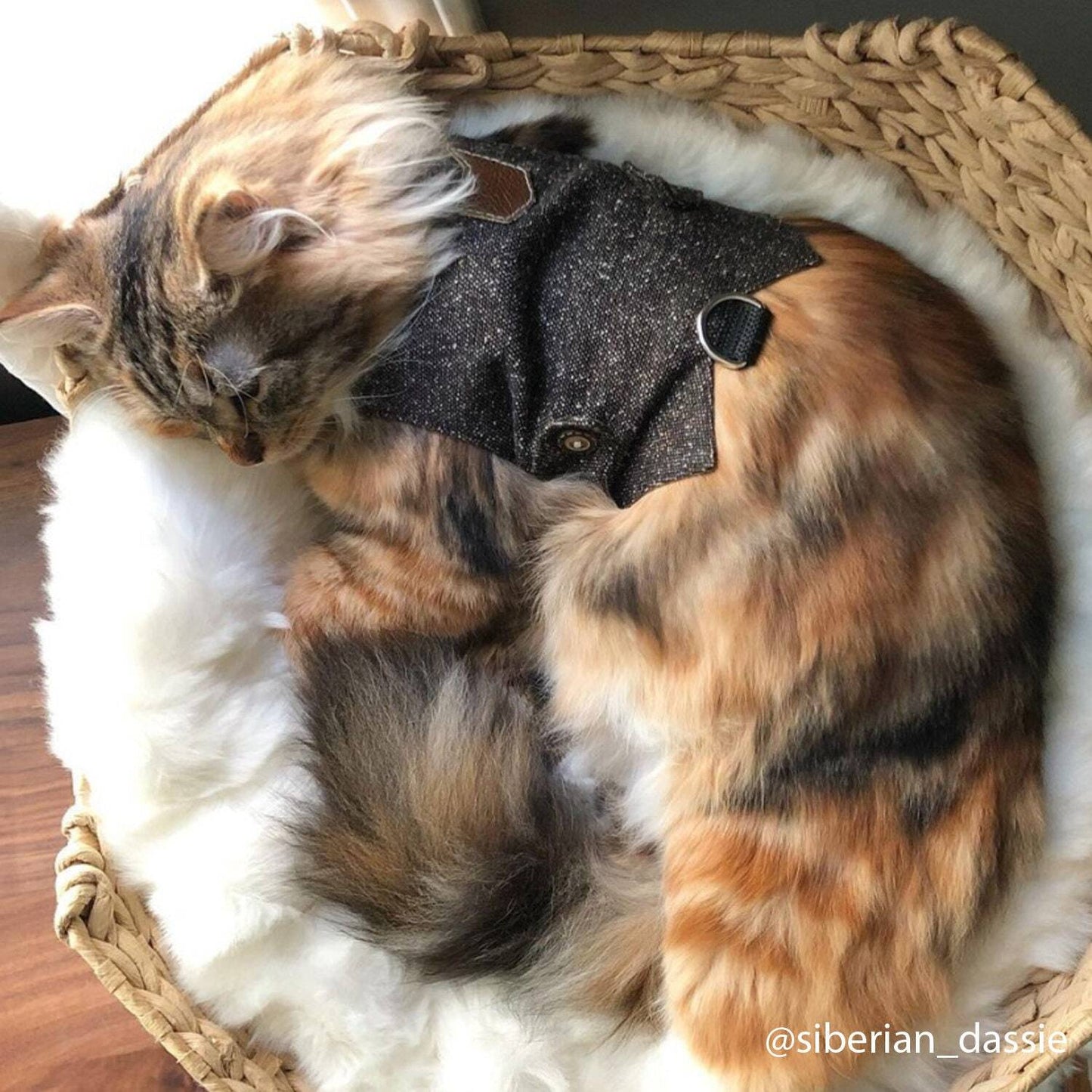 Cozy Siberian Cat Napping in Style with Our Classic Tweed Harness. Shop Comfortable & Elegant Pet Wear!