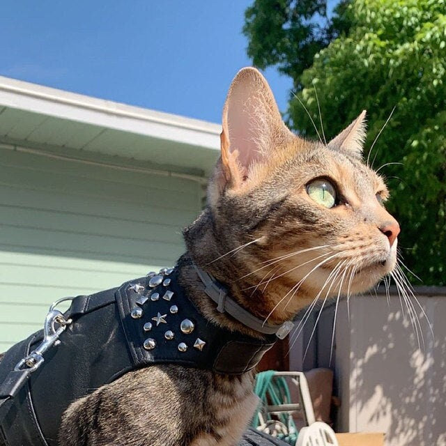 Tabby bengal cat is sitting outside and wearing black leather harness vest with metallic rivets