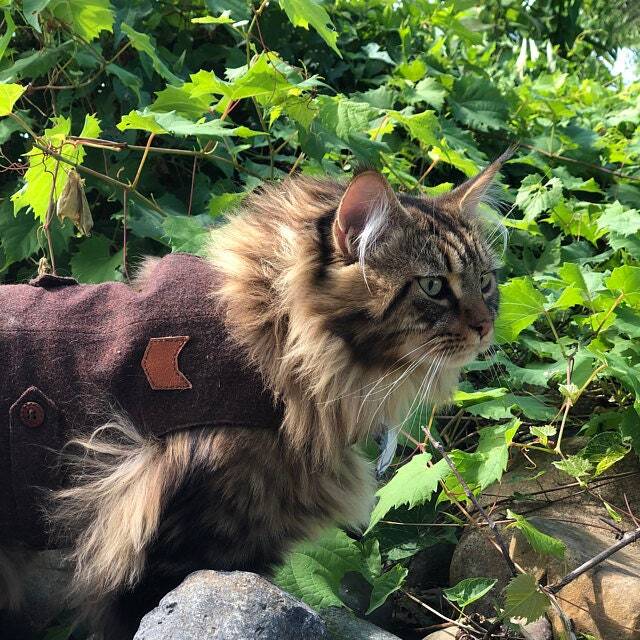 A fluffy brown tabby cat, possibly a Maine Coon, wearing a burgundy tweed harness with a cat-shaped patch outdoors amongst green foliage