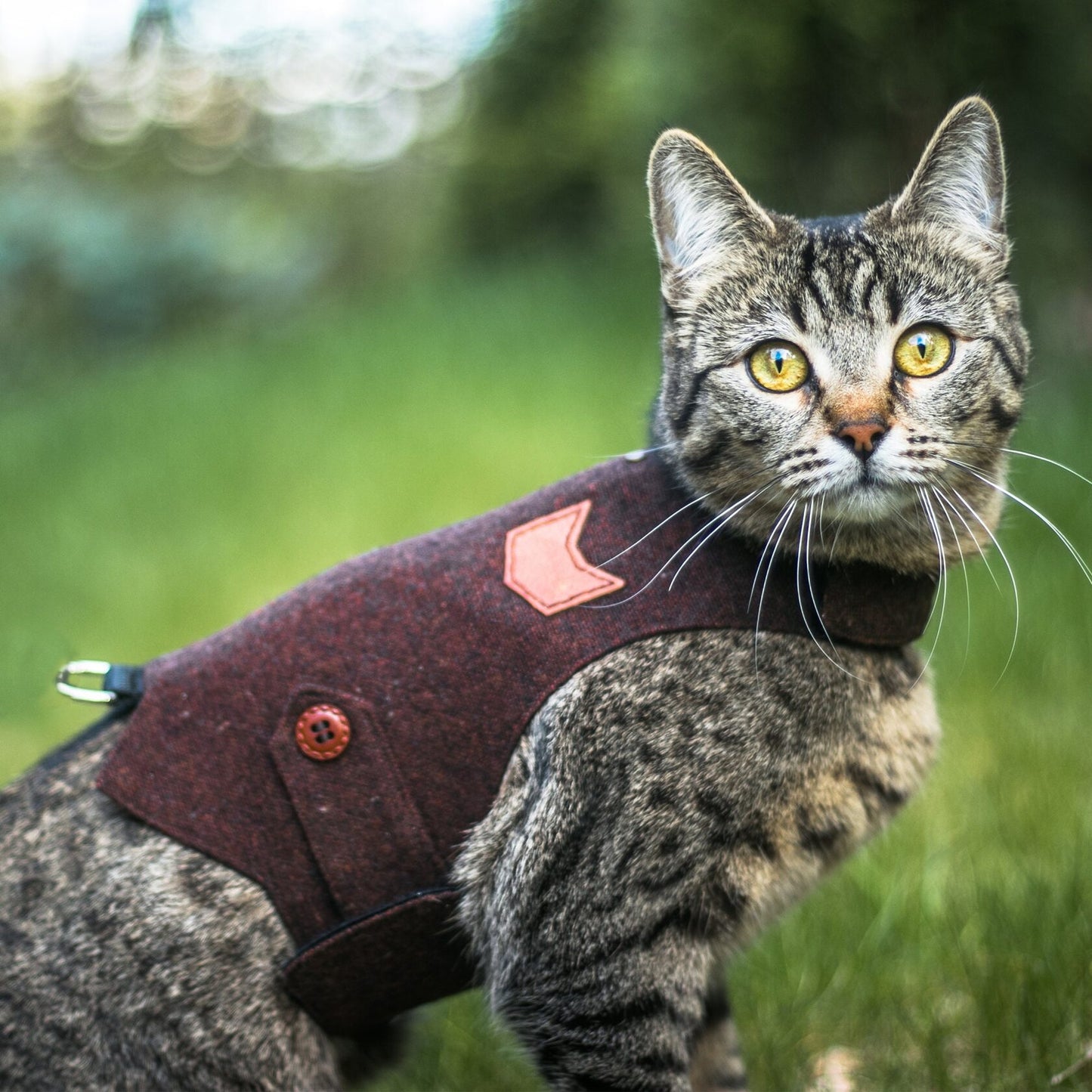 A tabby cat with yellow eyes wearing a burgundy tweed harness with a cat-shaped patch outdoors in a grassy area