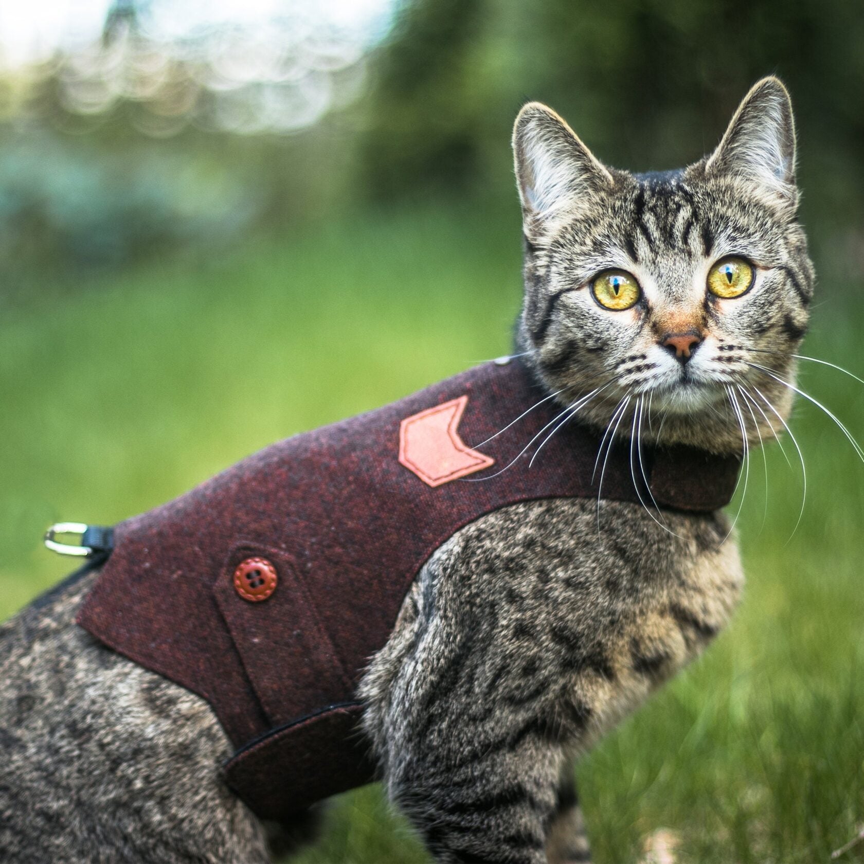A tabby cat with yellow eyes wearing a burgundy tweed harness with a cat-shaped patch outdoors in a grassy area
