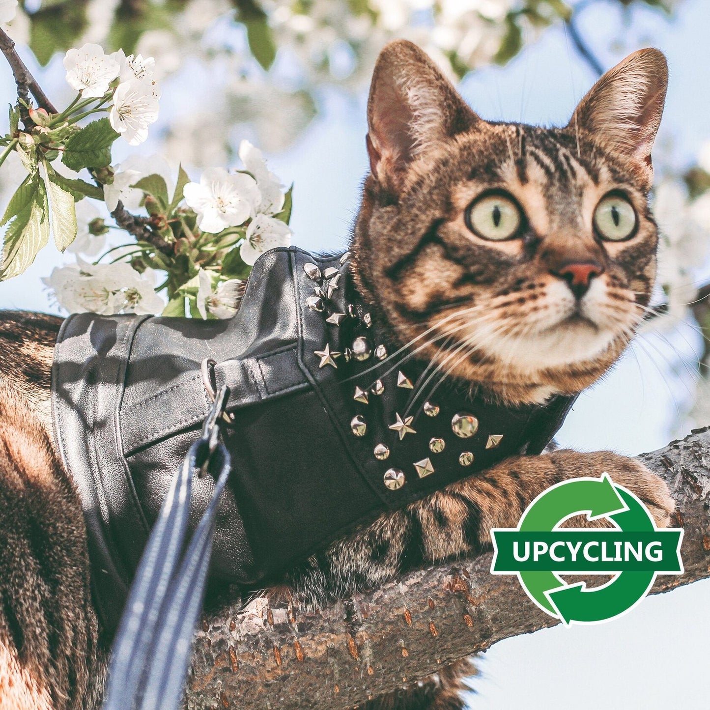 Tabby cat is sitting on the tree and wearing black leather harness vest with metallic rivets
