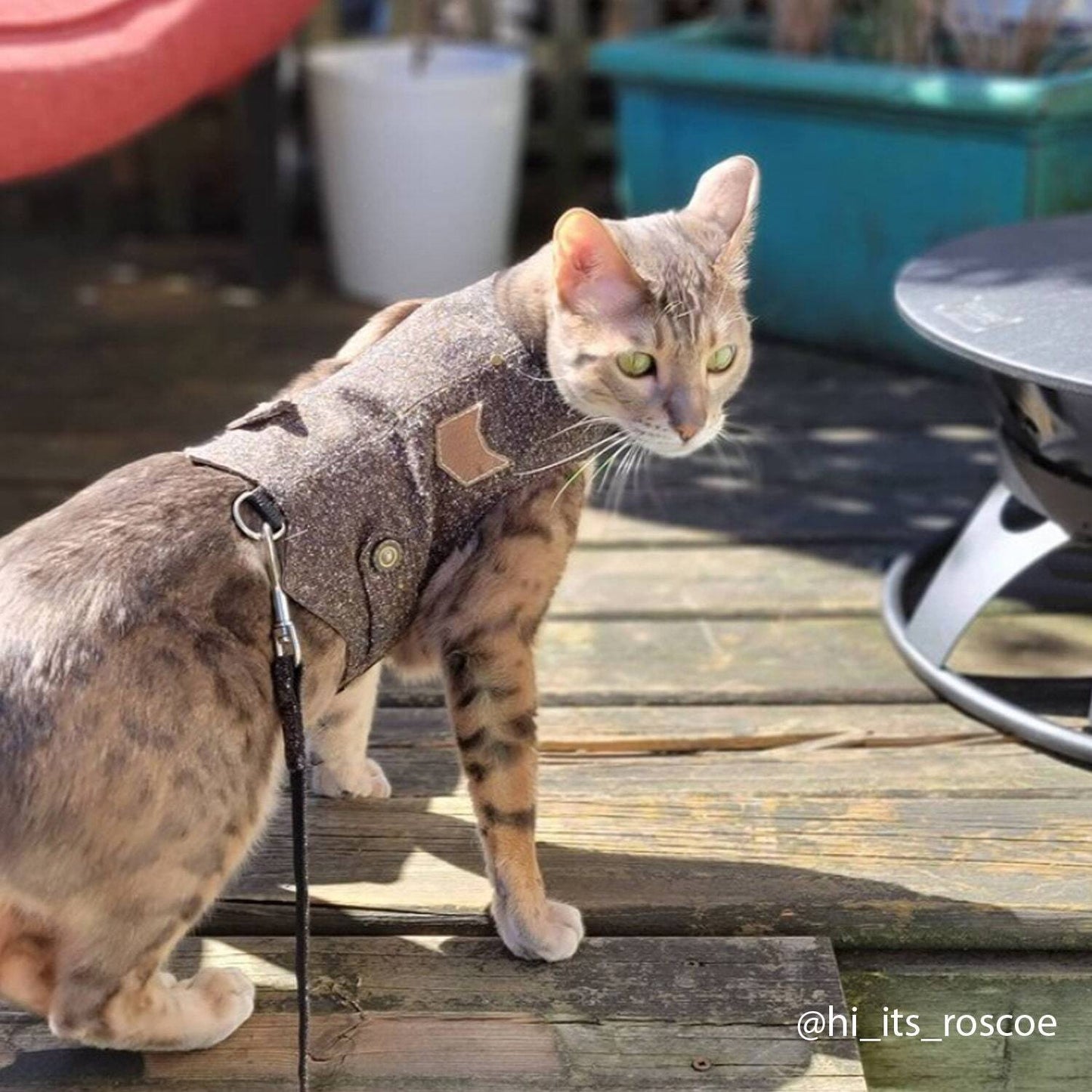 Striking Bengal Cat with Turquoise Eyes in a Classic Tweed Harness. Elevate Your Cat's Outdoor Experience!