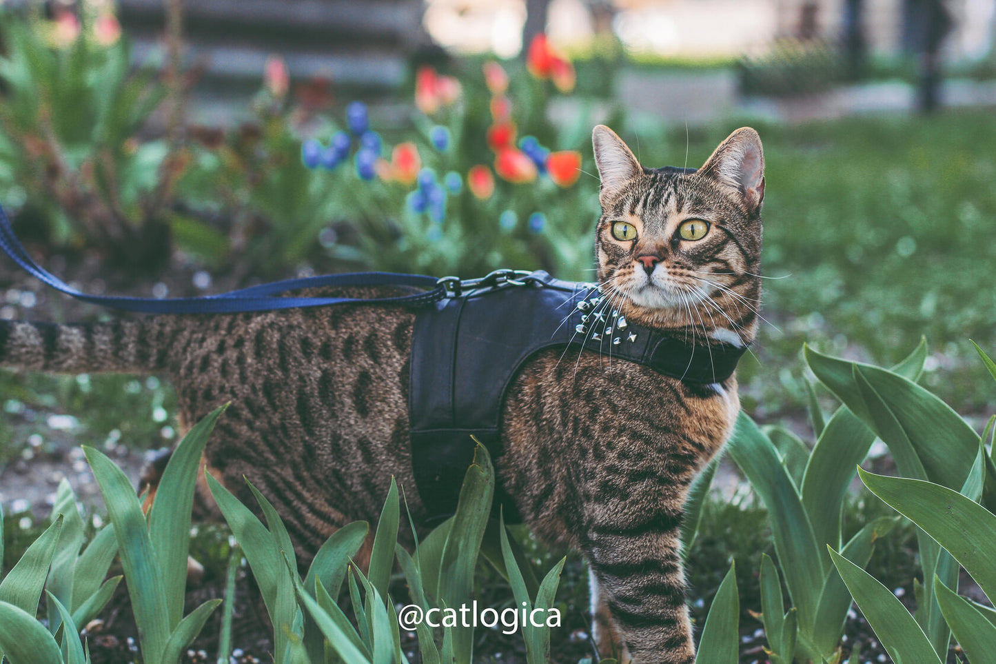 Tabby bengal cat is walking in the grass in black leather harness vest with metallic rivets