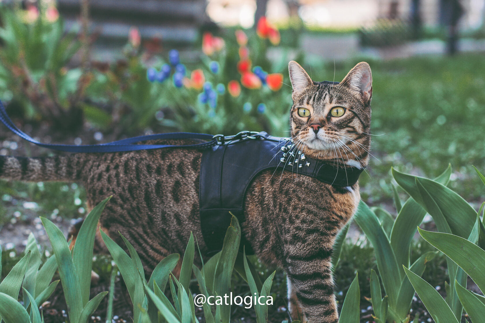Tabby bengal cat is walking in the grass in black leather harness vest with metallic rivets