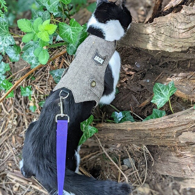 A black and white cat wearing a personalized tweed harness outdoors.