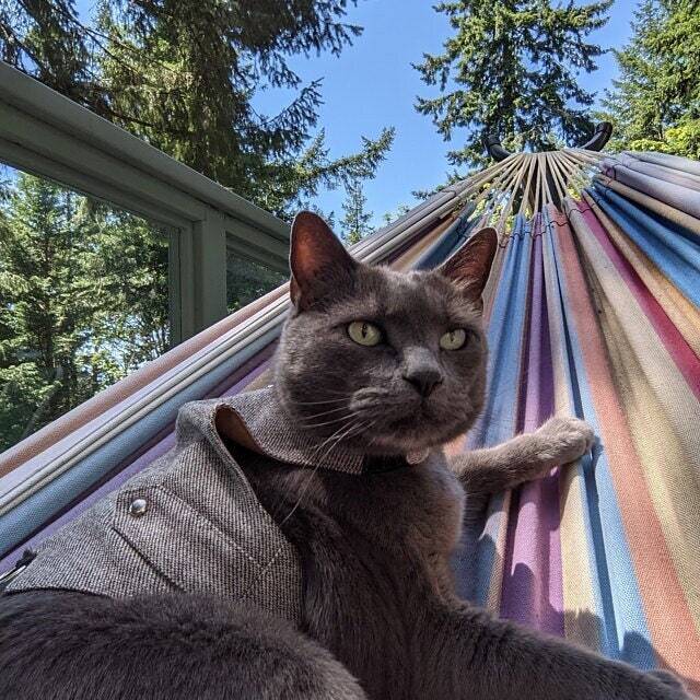 A grey cat, possibly a Russian Blue or Chartreux, wearing a light brown tweed harness with silver buttons, relaxing in a colorful hammock outdoors