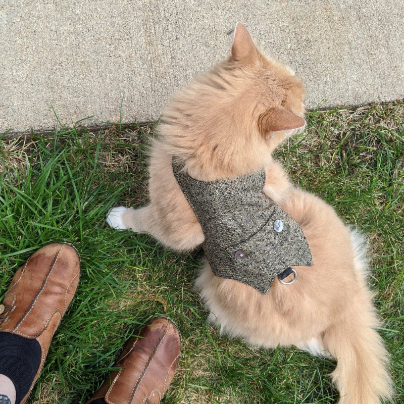 A fluffy ginger cat wearing a grey tweed harness with colorful flecks and mother-of-pearl buttons is sitting on grass next to a person's feet in brown shoes, outdoors