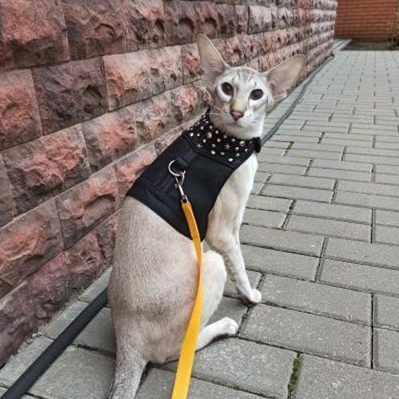 Grey oriental cat is sitting outside and wearing black leather harness vest with metallic rivets