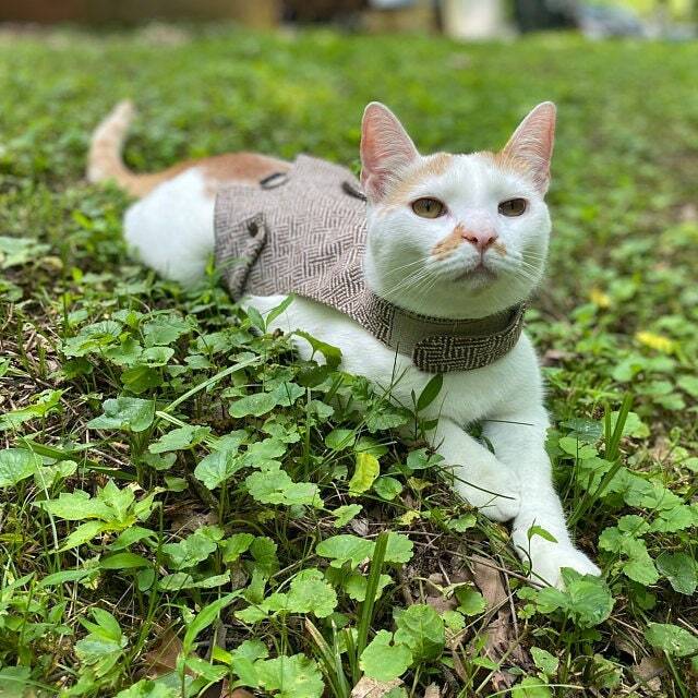 A white and ginger cat wearing a tweed harness in the grass.
