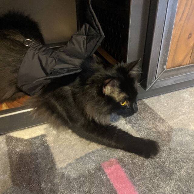 A fluffy black cat wearing a bat wing harness lying on a grey rug indoors.