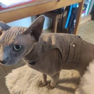 A hairless Sphynx cat with blue eyes wearing a light brown tweed harness indoors on a white furry surface