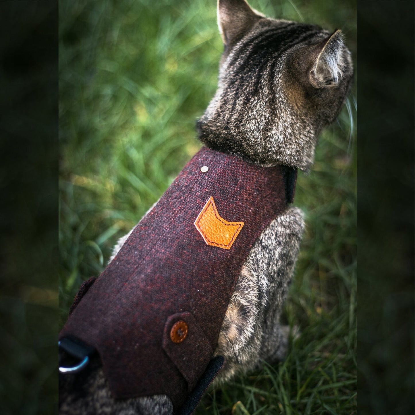 A tabby cat with yellow eyes wearing a burgundy tweed harness with a cat-shaped patch outdoors in a grassy area
