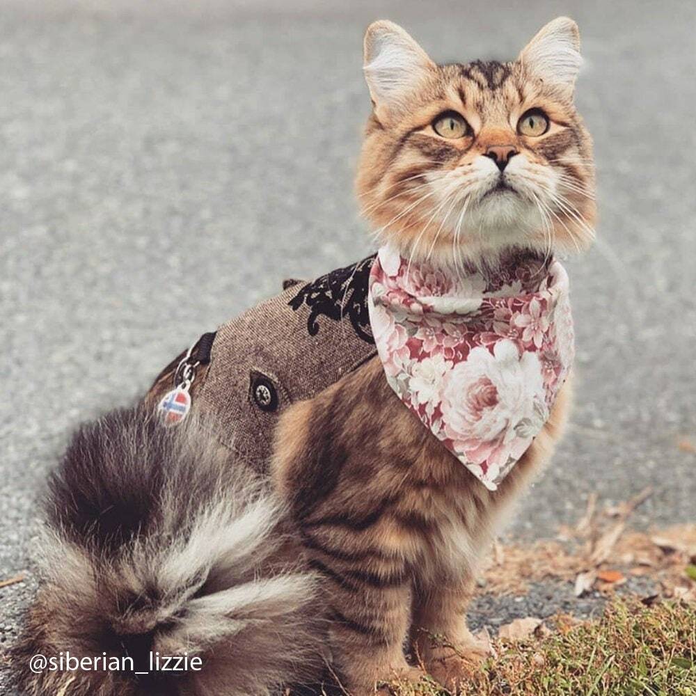 A fluffy tabby cat wearing a patterned harness and floral bandana outdoors.