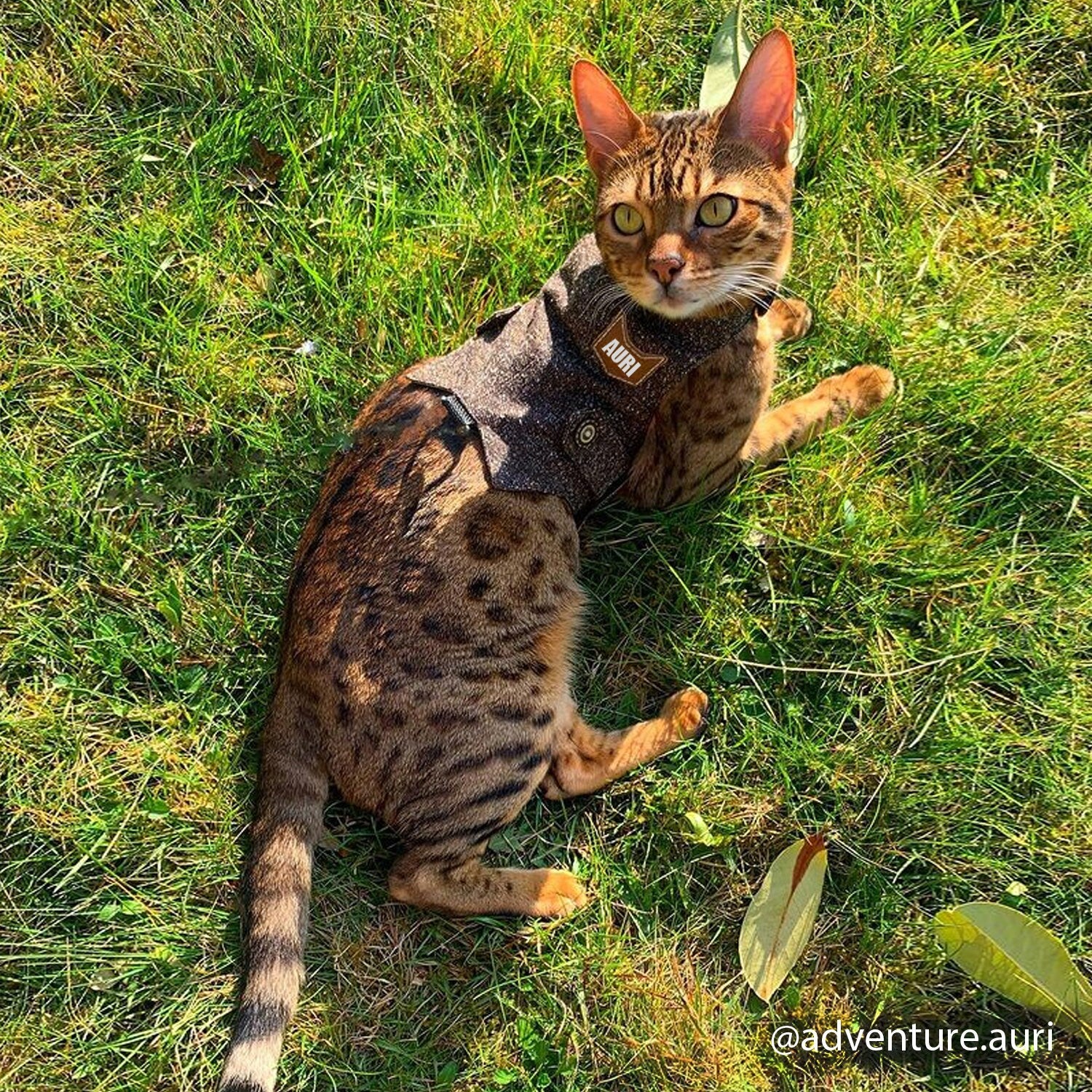 Stunning Bengal Cat @adventure.auri in the "Dark Kazuki" Tweed Harness - Explore the Outdoors in Style & Security! Shop Now.