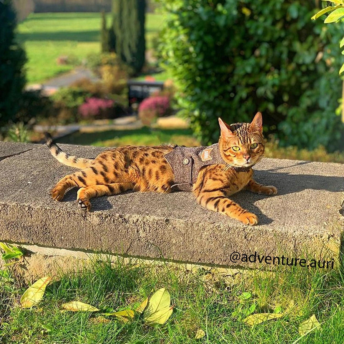 Stunning Bengal Cat @adventure_auri Reclining in Style with Our Classic Tweed Harness. Shop Adventure-Ready & Elegant Cat Wear!